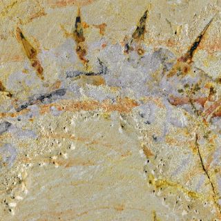 Identifican extraño gusano de hace 515 millones de años