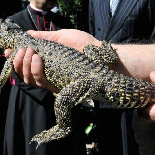 Alcalde se casa de forma simbólica con un cocodrilo