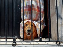 Como dueño sabes que perder a tu perro es lo peor que te podría pasar y la mejor manera de evitar que pase es previniéndolo. EL INFORMADOR / ARCHIVO