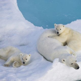 Osos polares resentirán calentamiento global para 2025