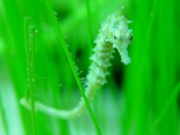 La cola del caballito de mar está formada unos 36 segmentos de forma cuadrada. TWITTER / @Gizmodo