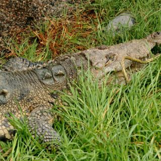Hombre muere al ser atacado por cocodrilo en Texas