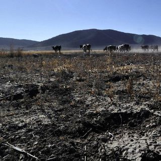 Fauna silvestre sufre efectos de desertificación en Tlaxcala