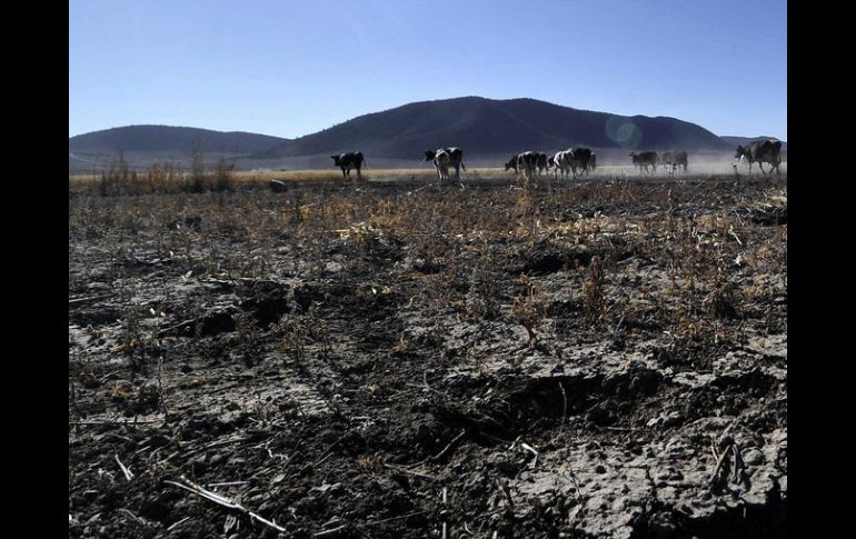 Se estima que alrededor del 60 por ciento de los suelos necesitan atención por erosión. EFE / ARCHIVO