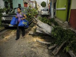 El promedio de árboles caídos cada año por las lluvias asciende a 750. EL INFORMADOR / ARCHIVO