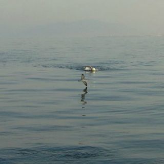 Nadadores mexicanos cruzan el Estrecho de Gibraltar