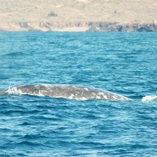 Avistan en Nueva Zelanda un raro ejemplar de ballena albina