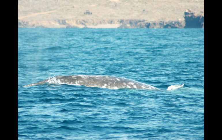 El cetáceo podría ser el padre de dos crías albinas que han aparecido a lo largo de las costas orientales australianas. NTX / ARCHIVO