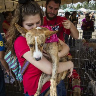 Gracias a programa de adopción dan hogar a 27 mil perros