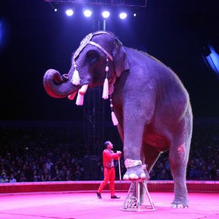 El PVEM asegura que hay albergues para animales de circo
