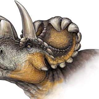 Wendiceratops, nueva especie de dinosaurio