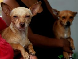 Los dueños de mascotas manifiestan ocuparse no sólo de la parte emocional sino de los asuntos de salud e higiene de sus animales. EL INFORMADOR / ARCHIVO