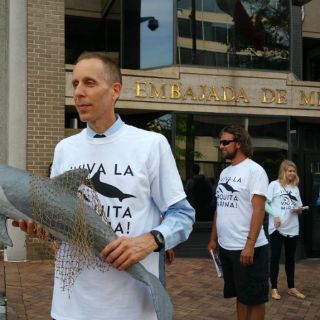 Ambientalistas de EU apoyan acciones de México por vaquita marina