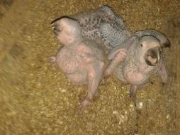 Aseguran que los tres polluelos nacieron de forma natural y han sido criados por sus padres sin intervención humana. EL INFORMADOR / A. Muñoz