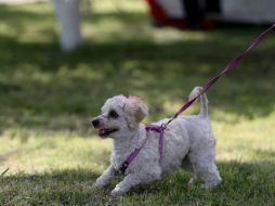 Algunos perros en EU han muerto mientras estaban en tratamientos de belleza. EL INFORMADOR / ARCHIVO