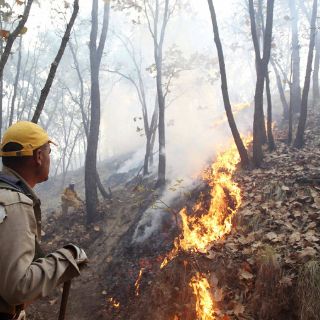 Incendios forestales disminuyen en 2015