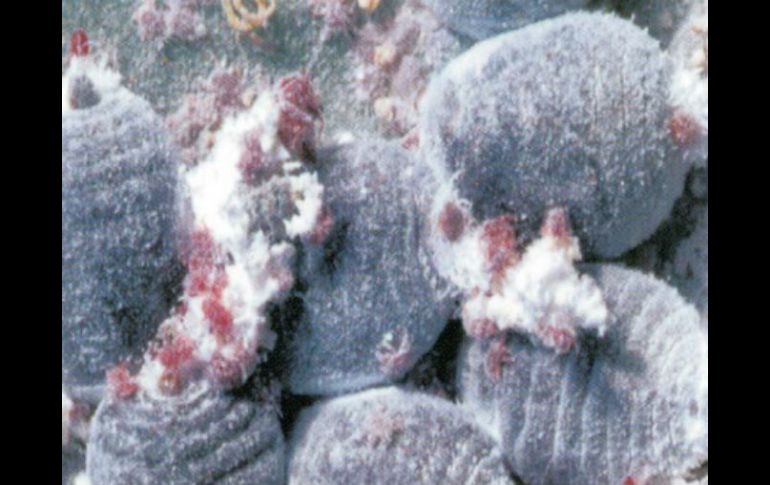 El colorante se obtiene a través de la sangre de los insectos hembra,  ya que de su sangre se extrae laca, carmín y colorante. ESPECIAL / sagarpa.gob.mx