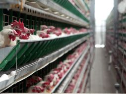 La adquisición comprende, principalmente, inventario de aves y equipo. EL INFORMADOR / ARCHIVO