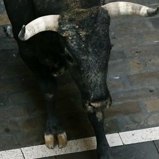 Muere francés corneado por toro en España