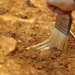 Hallan en Nagasaki colmillos del mayor dinosaurio carnívoro de Japón