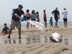 El tiburón macho de dos metros de largo quedó varado cuando la marea bajó. YOUTUBE / Mike Bartel