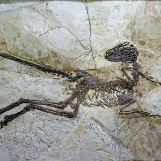 Hallan fósil de dinosaurio emplumado con alas en China