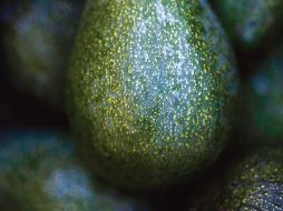 Los altos precios podrían extenderse hasta principios de septiembre. BLOOMBERG  /