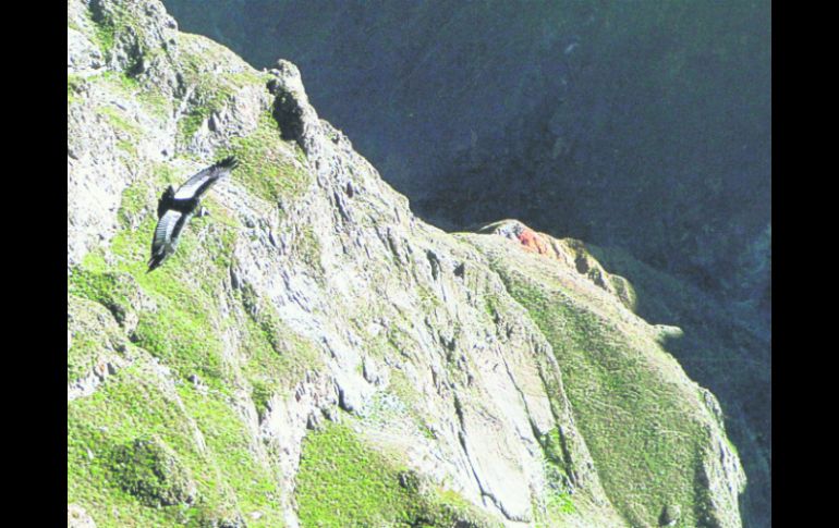 Como un sueño. Los impresionantes Cóndor sobrevolando los riscos del Cañón del Colca. EL INFORMADOR / P. Fernández