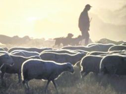 El pastor es a la vez un jefe y un compañero. ESPECIAL /