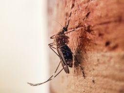 Los virus del zika, del chikungunya y del dengue, tienen en común que son transmitidos por el mosco aedes aegypti. EL INFORMADOR / ARCHIVO
