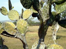 El bioplástico hecho de mucilago de nopal, es comestible y no es dañino para la salud. EL INFORMADOR / ARCHIVO