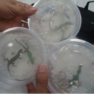 La Profepa asegura reptiles en Nuevo León