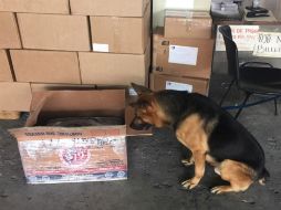 De los hechos se dio parte al Ministerio Público de la Federación en el municipio de Guadalajara. ESPECIAL /