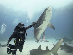 Así, el buzo y fotógrafo comprueba la nobleza de esta especie. ESPECIAL / Discovery Networks