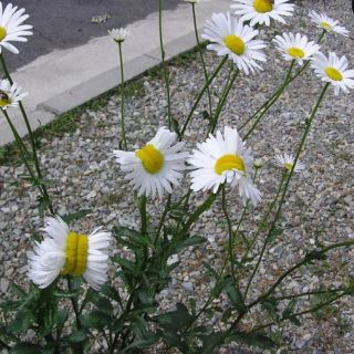 Flores mutantes son encontradas en Fukushima