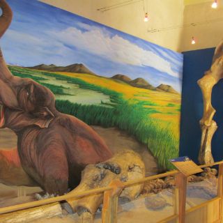 Un abrupto cambio climático, causa de la desaparición de los mamuts