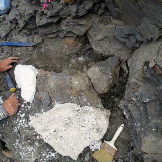 Coleccionista halla fósil de reptil marino en Alaska