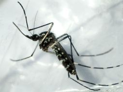 Llevarán a cabo tareas de control larvario para evitar la propagación del mosco transmisor. EFE / ARCHIVO