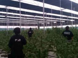El invernadero estaba conformado por tres naves con la droga genéticamente modificada. ESPECIAL / Policía Federal