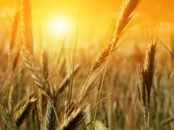 El trigo actual influye de manera negativa en los niveles de colesterol en sangre, minerales y azúcar en la sangre. ESPECIAL /