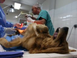 La esterilización es vital para frenar el crecimiento de la población canina en las calles. EL INFORMADOR / ARCHIVO