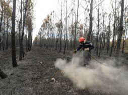 El fuego decretado en las cercanías de Fréjus se expandió debido a los fuertes vientos reinantes en la zona. AFP / M. Fedouach