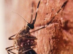 En la última semana se registraron 11 nuevos contagios de chikungunya. EL INFORMADOR / ARCHIVO