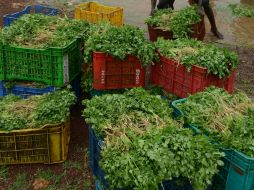 La prohibición parcial será del 1 de abril hasta el 31 de agosto de cada año. AFP / ARCHIVO