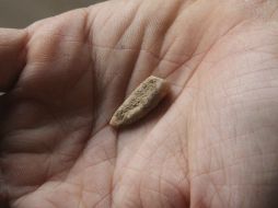 El incisivo frontal inferior, bautizado como Arago 149, se trata del resto humano 149 encontrado en ese yacimiento. EFE / D. Denis