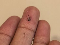 A nivel nacional suman siete mil 136 casos de dengue, de los que cinco mil 728 son clásicos y mil 408 hemorrágicos. EL INFORMADOR / ARCHIVO