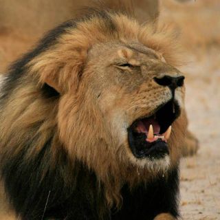 Van dos personas a la corte por cacería de león de Zimbabue