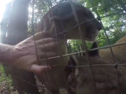 El hombre se acerca un poco más a la reja cuando los animales parecen responderle. YOUTUBE / Josh Newell