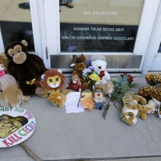 Dentista que mató a león pagó condena por caza furtiva en EU