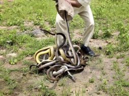 Las pitones birmanas son una especie invasora sin depredadores naturales locales. EFE / ARCHIVO